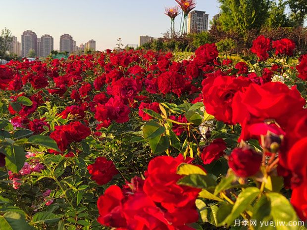 阜陽(yáng)月季市花文化和景觀圖集(圖1)