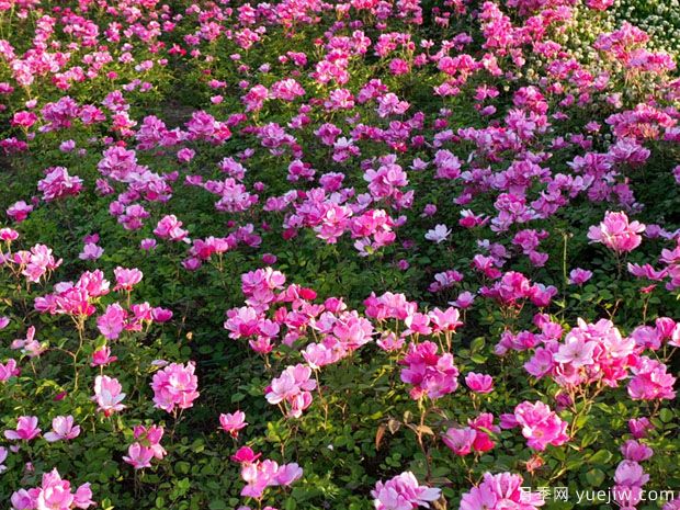 阜陽(yáng)月季市花文化和景觀圖集(圖3)