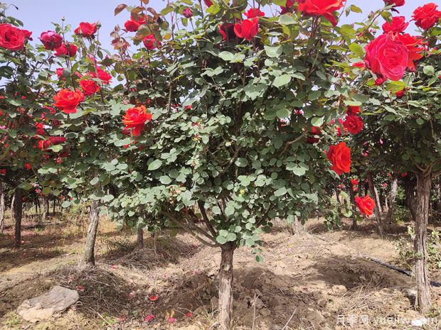 苗木種植和移栽養(yǎng)護注意事項，技術(shù)17問(圖1)