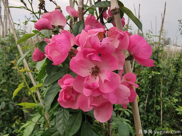 北方常見(jiàn)的4個(gè)耐寒花卉是什么？月季牡丹芍藥鐵線蓮(圖1)