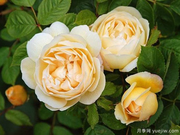 喬伊斯巴登月季/澳洲熱情(圖1)
