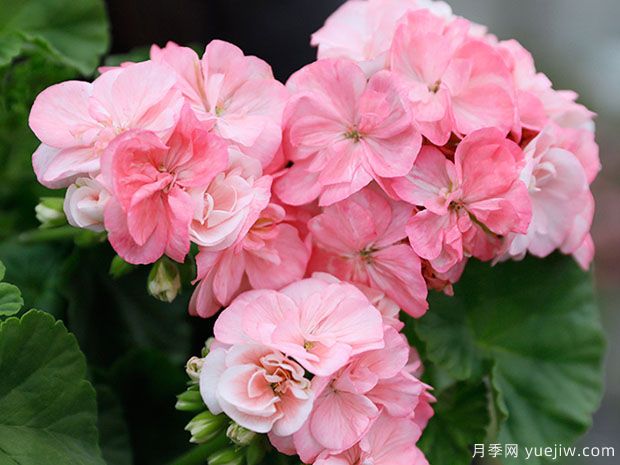 推薦給新人三種花卉，好養(yǎng)好看(圖1)