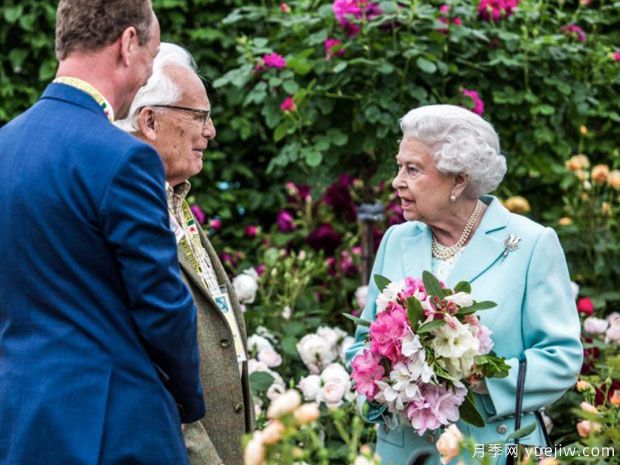 英國(guó)月季之父大衛(wèi)奧斯汀的月季花園 ***美的月季都在這里(圖3)
