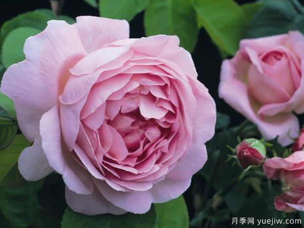 英國(guó)月季之父大衛(wèi)奧斯汀的月季花園 ***美的月季都在這里(圖2)