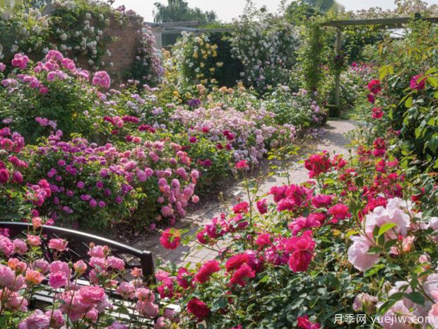 英國(guó)月季之父大衛(wèi)奧斯汀的月季花園 ***美的月季都在這里(圖4)