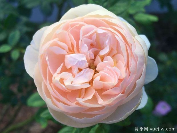 牧羊女月季(圖1)