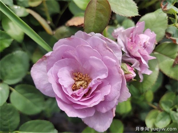 藍玫瑰花語是什么？藍玫瑰代表什么意思？(圖1)