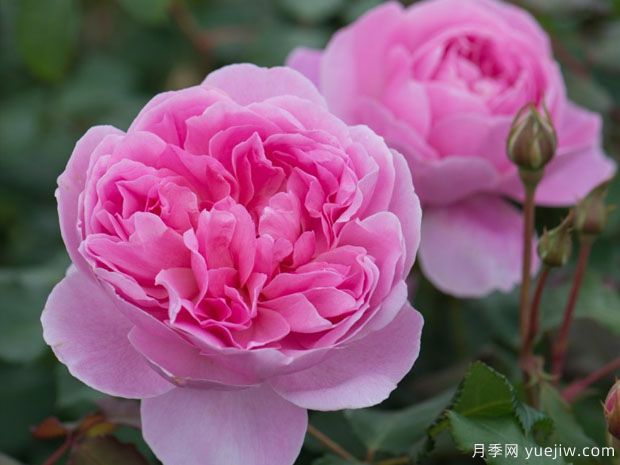 分享20款粉色月季，甜蜜來襲一眼就愛上(圖4)