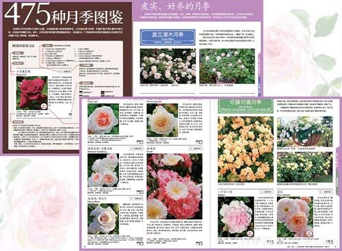月季圖書：入谷伸一郎《月季圖鑒與栽培養(yǎng)護指南》(圖2)