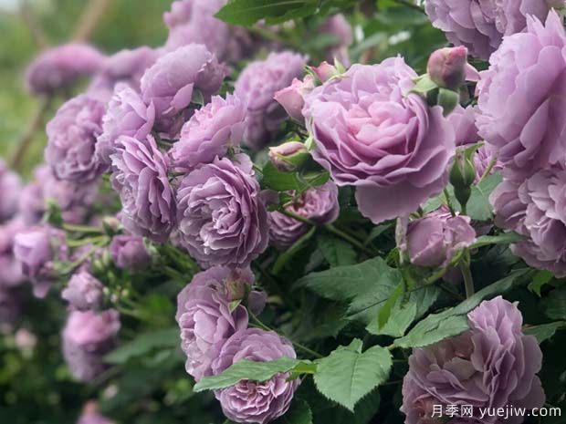 精選10個(gè)月季，紅黃粉白橙紫藍(lán)綠復(fù)色款月季花佩奇(圖3)