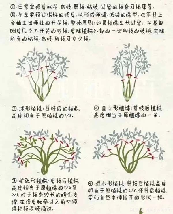 2月是月季的***后冬剪時(shí)間，來份月季修剪寶典(圖2)