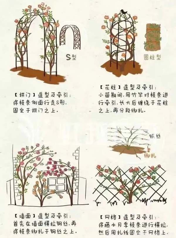 2月是月季的***后冬剪時(shí)間，來份月季修剪寶典(圖4)