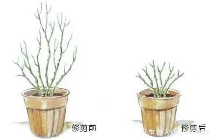 2月是月季的***后冬剪時(shí)間，來份月季修剪寶典(圖3)