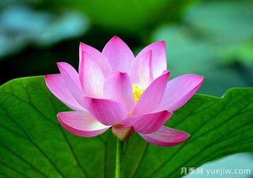 常見(jiàn)水生植物有哪些？35種匯集(圖1)