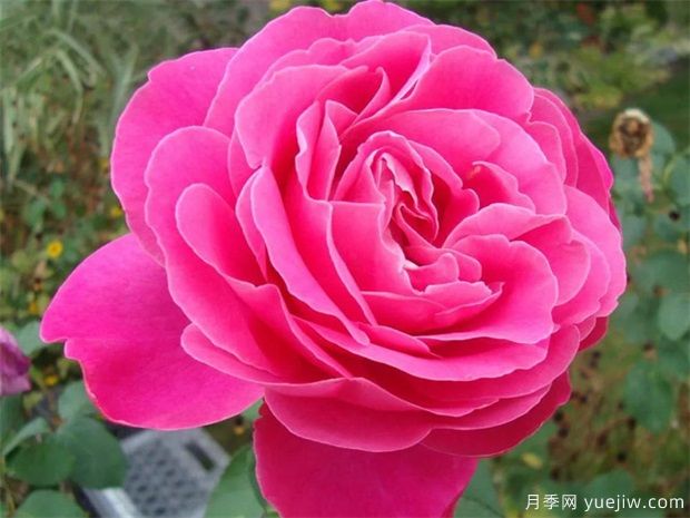 月季花朵開的比臉大，掌握5個因素有驚喜(圖1)
