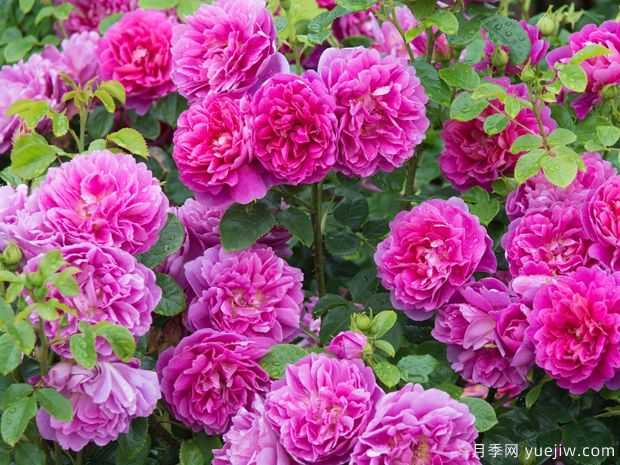 薔薇花該如何種植養(yǎng)護？一文講明白(圖1)