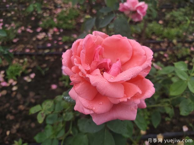 春季花卉月季出現(xiàn)的這些病蟲害，要及時處理(圖1)
