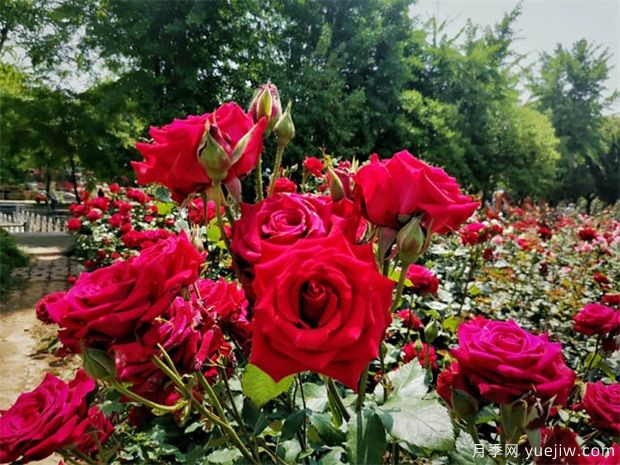 氮磷鉀不可少，肥料對(duì)花卉苗木生長(zhǎng)影響和施肥方法(圖1)