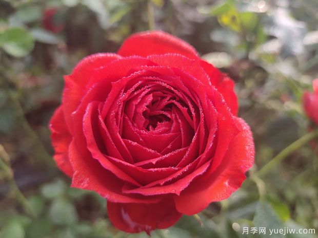 玫瑰？月季？薔薇？如何分清楚？情人節(jié)送的是什么？(圖1)