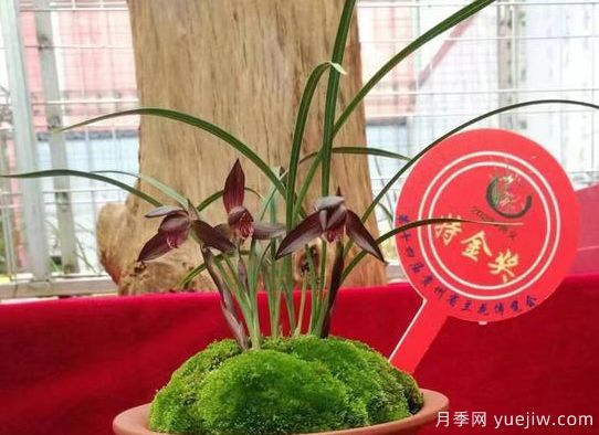 第十四屆貴州省蘭花博覽會(huì)(圖1)