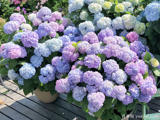 28個(gè)優(yōu)秀繡球品種，花團(tuán)簇簇，花色夢幻(圖1)