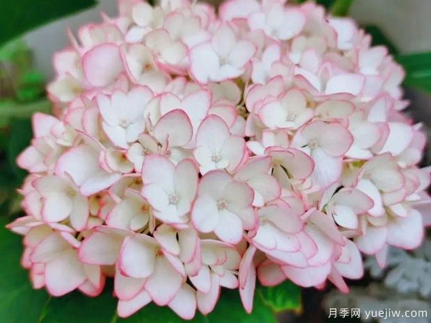 28個(gè)優(yōu)秀繡球品種，花團(tuán)簇簇，花色夢幻(圖2)