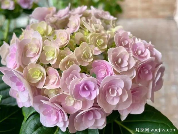 28個(gè)優(yōu)秀繡球品種，花團(tuán)簇簇，花色夢幻(圖3)
