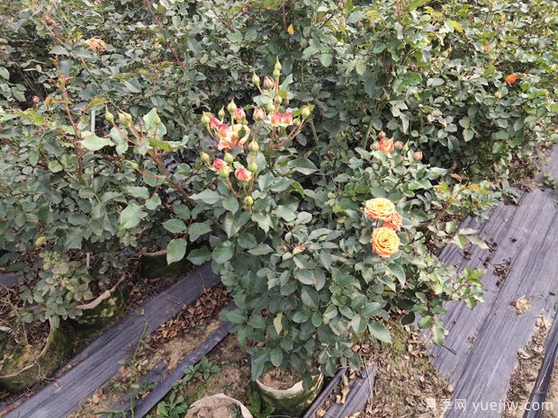 月季施肥過多燒根怎么辦？3個(gè)辦法妙手茁壯(圖1)