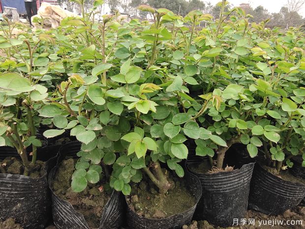 2月3月的月季花苗，換土施肥曬太陽，不愁開花少(圖1)