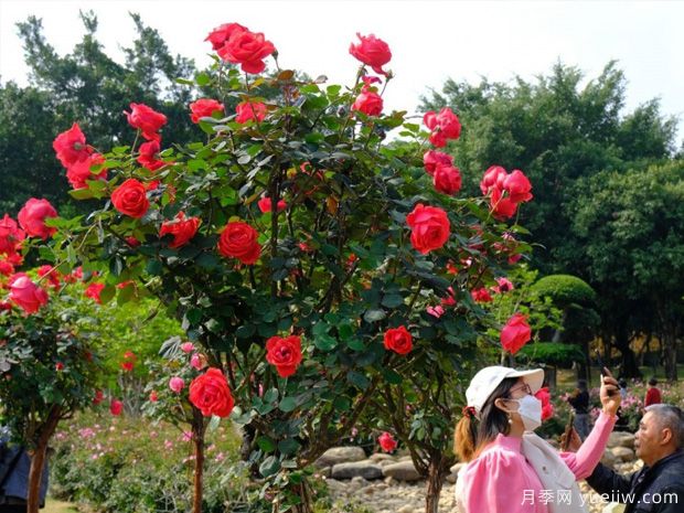 南寧南湖公園月季園2萬株月季競相綻放，美極了！(圖1)