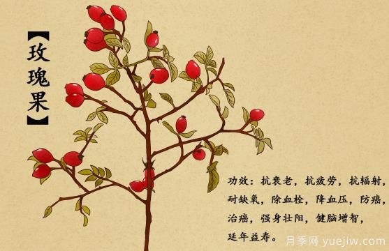 什么是玫瑰果？玫瑰果9大功效作用(圖1)