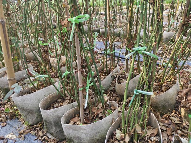 藤本月季批發(fā)基地，3月1.8米高爬藤價(jià)格(圖2)