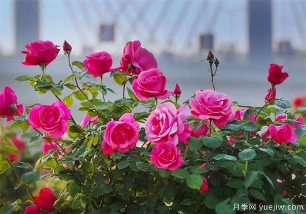 月季盛會，南陽將舉辦2023中國·南陽首屆世界月季博覽會(圖1)
