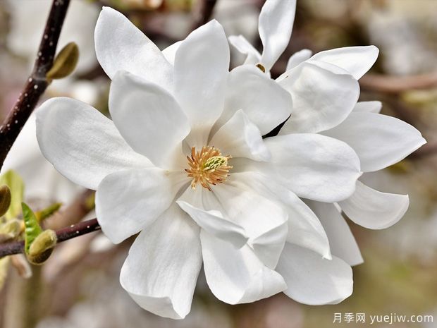 栽種白玉蘭種植地點(diǎn)、品種如何選擇？(圖1)