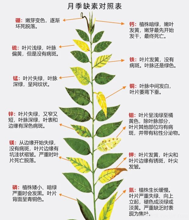 月季應(yīng)該用什么樣的肥料？月季全年用肥技巧精簡版(圖1)