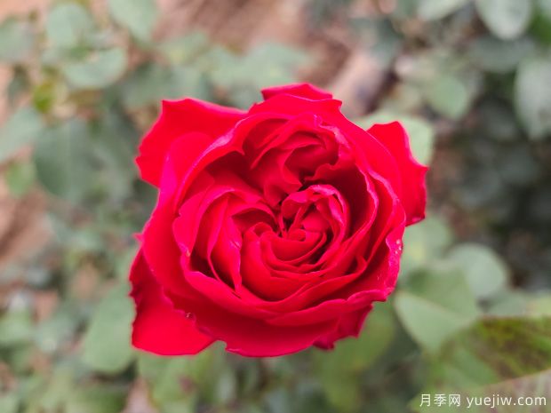 月季盆栽開了幾個月就頹廢了，如何重新開花？(圖2)