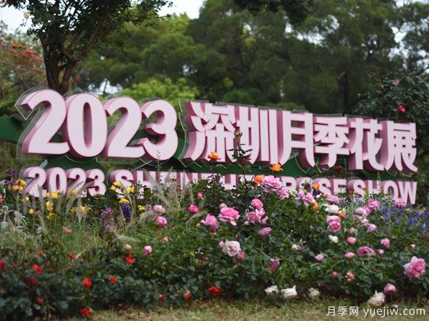 2023年深圳月季花展開幕，數(shù)萬株月季驚艷盛放(圖1)