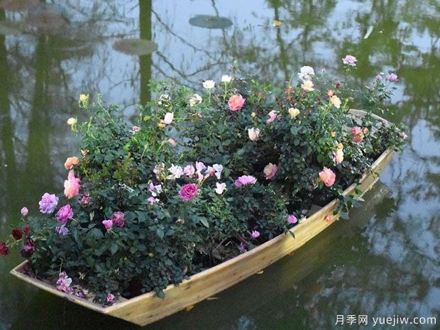 2023年深圳月季花展開幕，數(shù)萬株月季驚艷盛放(圖3)