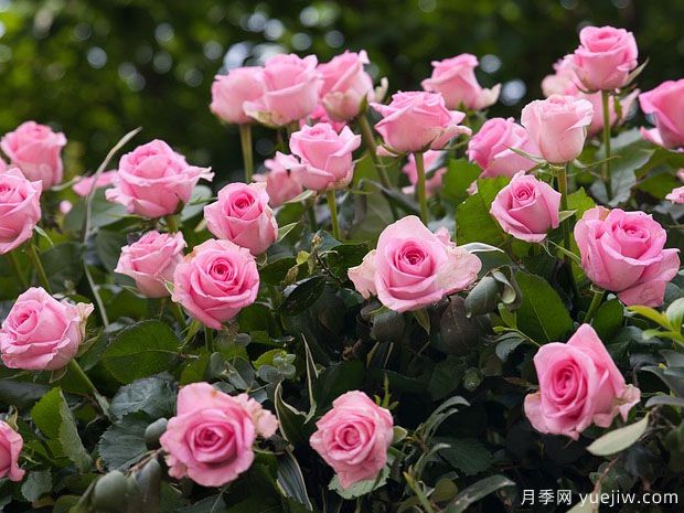 月季花是不是很難養(yǎng)？(圖1)