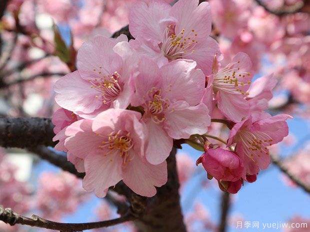 早櫻晚櫻冬櫻的區(qū)別？櫻花主要品種(圖1)