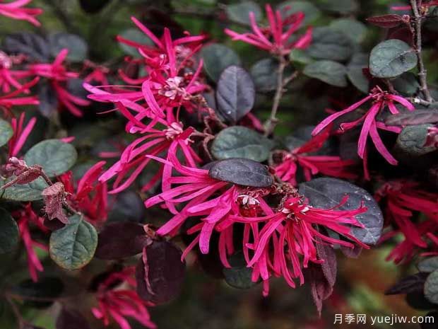 紅花檵木花團(tuán)簇錦，廣泛用于園林造景(圖1)