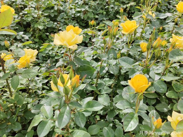 4月做好養(yǎng)護工作，讓月季輕松爆花(圖1)