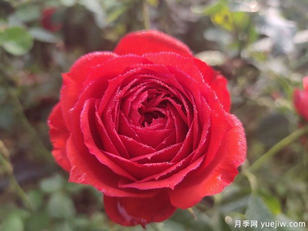 春天養(yǎng)月季，推薦8個經(jīng)典高品質(zhì)豐花月季品種(圖1)