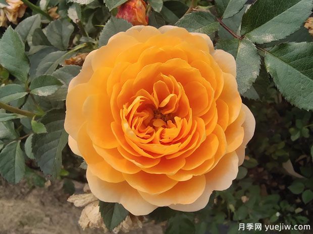 春天養(yǎng)月季，推薦8個經(jīng)典高品質(zhì)豐花月季品種(圖2)