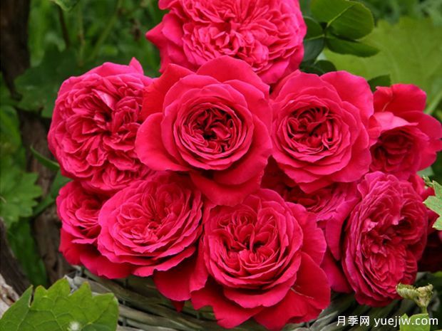 春天養(yǎng)月季，推薦8個經(jīng)典高品質(zhì)豐花月季品種(圖3)