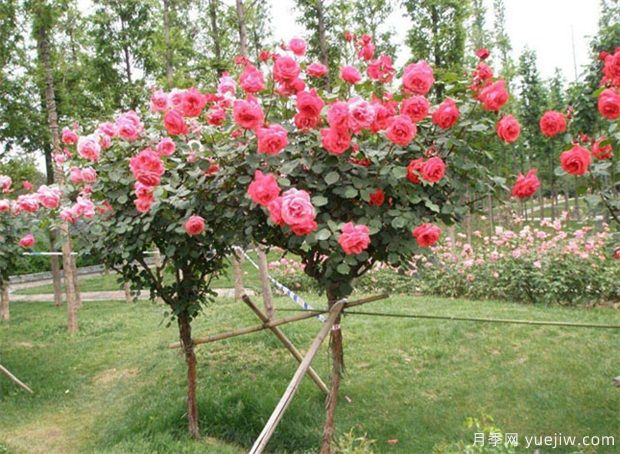 原產(chǎn)南陽的樹狀月季五大類型及特點(diǎn)(圖1)