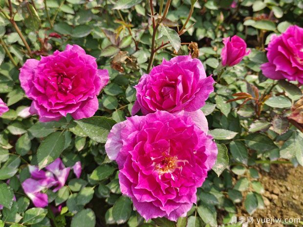 分享6種勤花月季，都是開花機(jī)器，滿眼是花海(圖3)