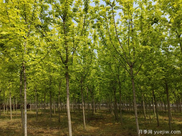 金葉復葉槭(圖2)