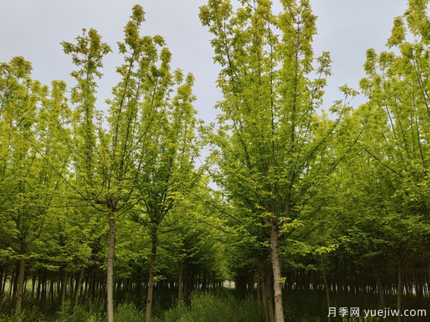 金葉復葉槭(圖3)