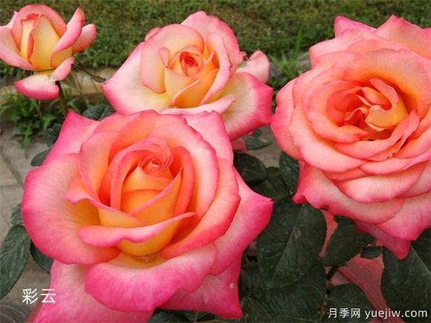 南陽(yáng)月季打響品牌 花開(kāi)亦傾城(圖1)